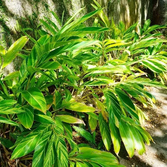 thumbnail for publication: Alpinia zerumbet 'Variegata': Variegated Shell Ginger, Variegated Shellflower
